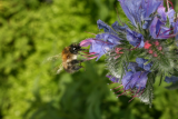 Echium vulgare RCP6-2015 (73) with bee.JPG